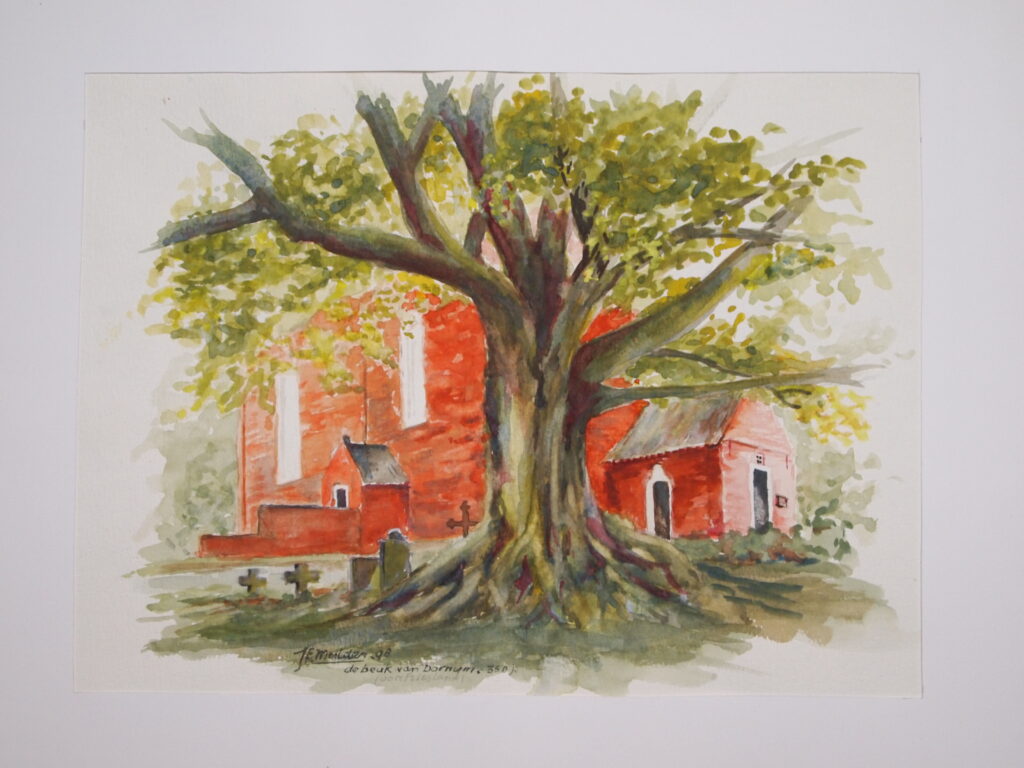 23 Dornum, Ost Friesland met 350 jaar oude beuk, aquarel 1998 (28x38)